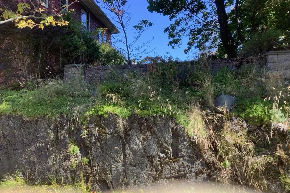 A rock bank in Saint John before the job, under long grass and weeds below a block wall