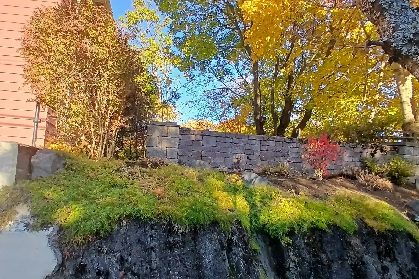 A garden bank in Saint John we cleared this fall: moss over the rock, the bed along the block wall cleaned out, under yellow maples